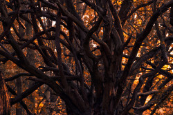 cerberus1956:  Branch Out by austinuk 