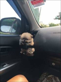 pondwitch:  it’s a pupholder 