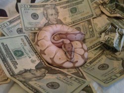 mentalalchemy: savagefluff:   praguriosa:   This is Money Snake.