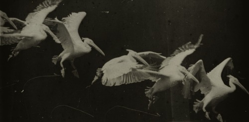 magictransistor:  Ã‰tienne-Jules Marey. Flight of the Heron.1883. 