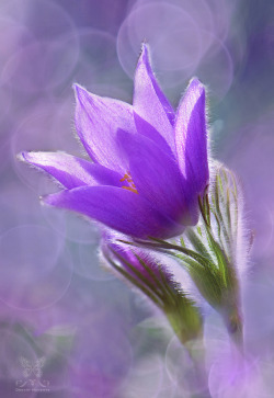 wowtastic-nature:  💙 ~ Beauty of Spring ~ by Jasna Matz on