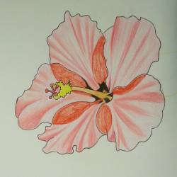 More hibiscus action. #flowers #hibiscus #coloredpencil #ink