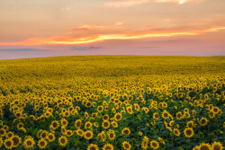 kaycliffcenter:  Sunflowers by SakisPallasSKG