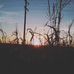 at At'l Do Farms Corn Maize