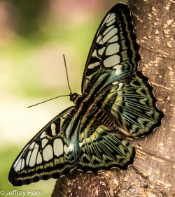 creatures-alive:  Clipper Butterfly by Jeff Horn  