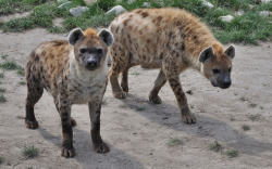 sturmtruppen:  Gevlekte hyena - Spotted or laughing hyena - Crocuta