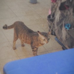 Cat At SS2 Food Court, 6/5/14  #vsco #vscocam #cats #catart #photography