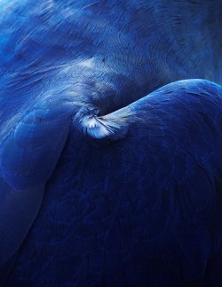 culturenlifestyle:  Stunning Images Showcase the Beauty of Birds’