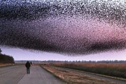 sixpenceee:  An eerie photograph of Sparrows over the Netherlands.