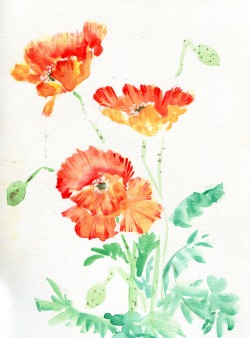 havekat:  Icelandic Poppies prints on crated 