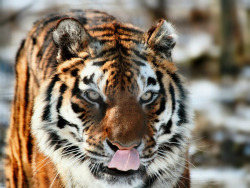 llbwwb:  Tigre de Sumatra (by home77_Pascale) 