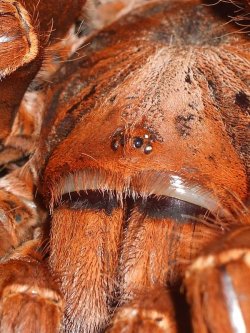 venomthroughtheveins:  pelinobius_muticus