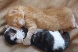 caterville:  Snuggle Kitties    This. I want this.