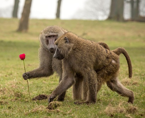 Marry me, baby … we’re two of a kind  (baboons at Knowsley Safari Park, UK)