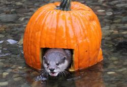 mysteryho:  Pumpkin Bash at The Woodland Park Zoo 