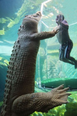 No worries, mate, he don’t look hungry (the “Cage of Death” experience at Crocosaurus Cove, Darwin, Australia)