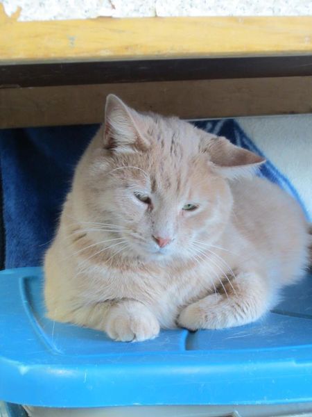    Canadian, Cat-Loving Tumblrers, I need your attention, please. To the Canadian cat lovers of Tumblr, from Ontario; the Valleyfield SPCA is giving out free cats due to the over-population within their establishment. One-hundred cats are being given