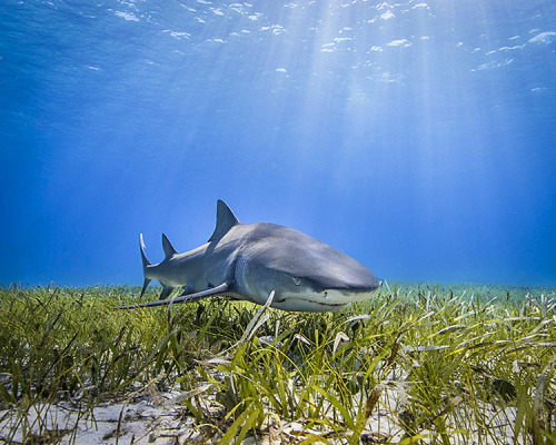 earthlynation:  Lemon Shark in Sea Grass by Cameron Azad on Flickr.