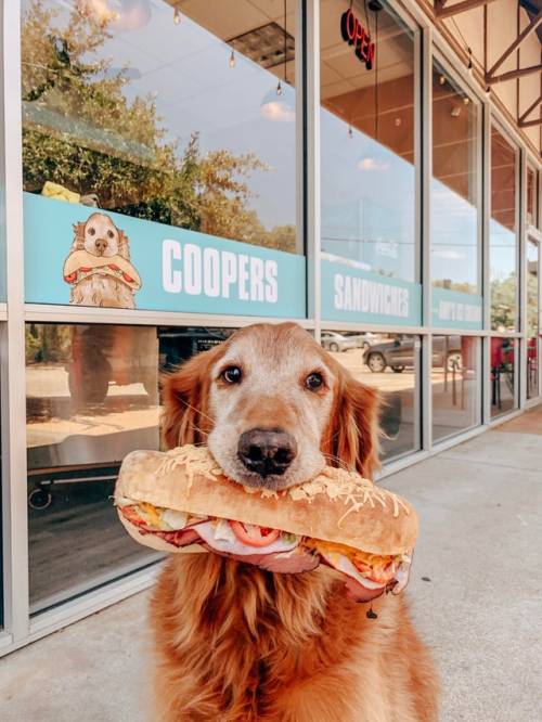 everythingfox:    “Our rescue Cooper’s first meal was a sandwich