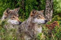 voiceofnature:  Norwegian wolves from Langedrag