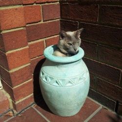 babyanimalgifs:  Tumblr needs more cats sitting in plant pots.