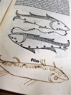 smithsonianlibraries:  oh hello! This little hand-drawn fish