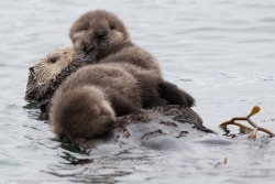 wired:  For several days this week, these two tiny sea otter