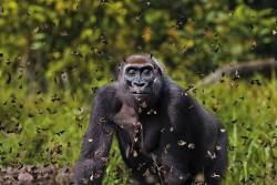 Fragility and might (Gorilla engulfed in a mass of butterflies