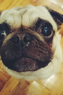 homerjaypug:  Close up