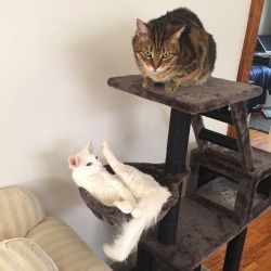 pangur-and-grim:  Pangur’s got the cleanest toes on this side