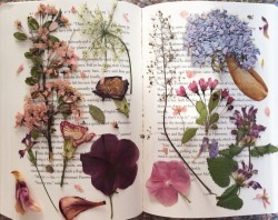 theartistandthephotographer:  My collection of pressed flowers