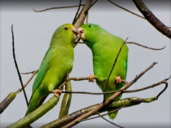 sixpenceee:In the wild, parrots can name their children using