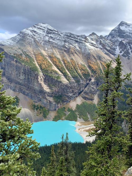 earthporn:  Larch season at Lake Louise, AB, Canada [3024x4032]