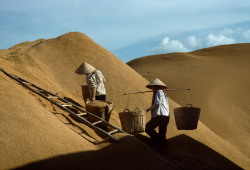 ouilavie:  Harry Gruyaert.  Vietnam. Mékong Delta.  Rice being