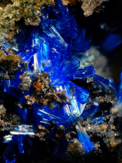oecologia:  Linarite - Carinthia, Austria. 