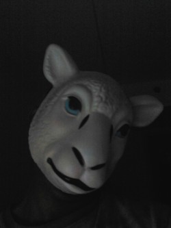 mateocalamity:  2k13 Selfies Sheep edition  NOOOOOOOOOOOOOO!