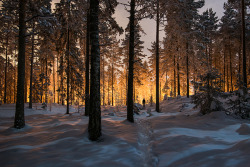 denier69:  Cold Winter Forest ~~ brain-food:  The Spirit of Winterby Mikko