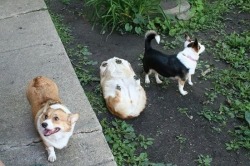 awwww-cute:  I am loaf 