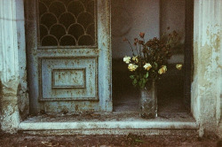 theloyal: Composition with flowers by Victoria Yarlikova on Flickr.