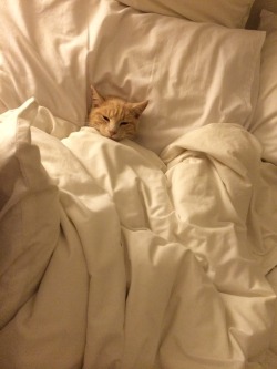 gillianandersonssideboob:  he whined until i tucked him into