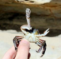 acid-daisiezz:Art thou feeling it now, Mr. Krabs?