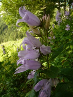 morigrrl:  Campanula latifolia - bellflower 