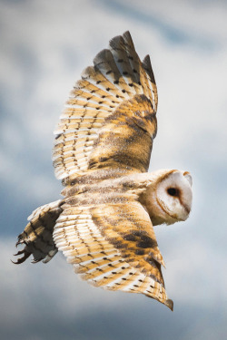 captvinvanity:    Barn Owl in flight   | Photographer | CV