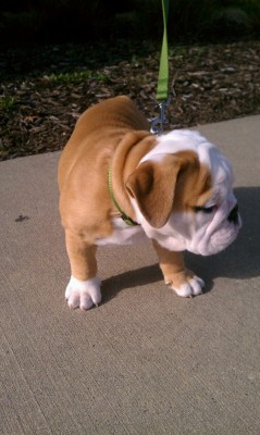 cloverthebulldog:  Today on my walk I learned two things: 1.
