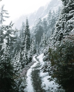 earthlygallery:Walking in a Winter Wonderland by Mason Prendergast