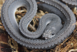 serpentine-beauty: scales-and-fangs:  Dragon Snake (Xenodermus