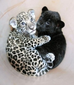 cute-overload:  baby jaguar cuddling with a baby pantherhttp://cute-overload.tumblr.com