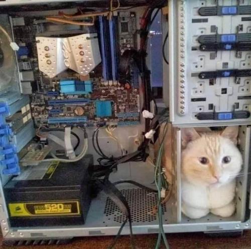 jimij29:  picsthatmakeyougohmm:hmmm   Cat drive installed 