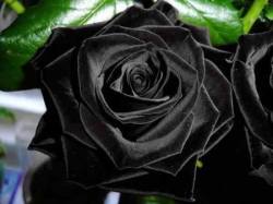 ohscience:  These black roses grow naturally in the tiny village