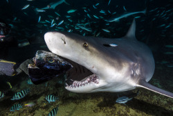 bewareofsharks:  bull shark (by DougWood2013)
